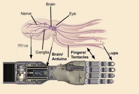 Octopus anatomy mapped onto OctoGrasp components