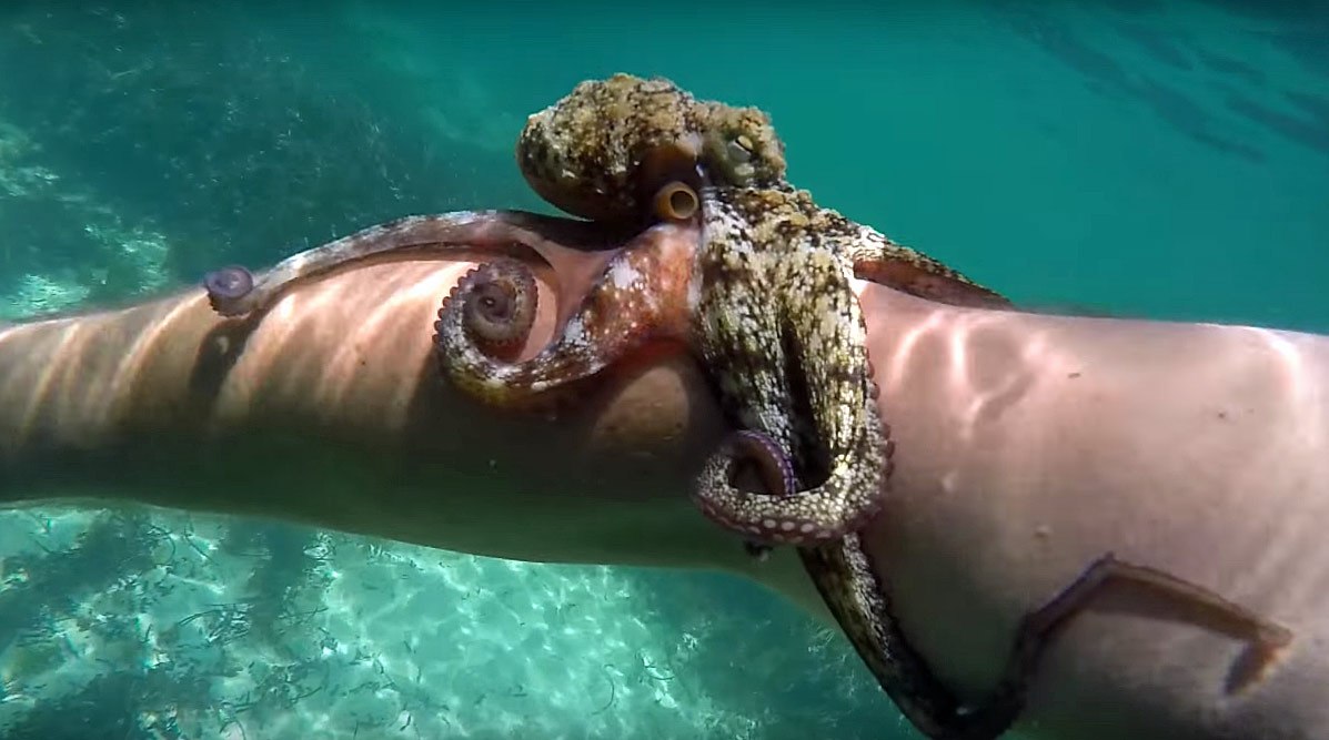 An octopus holding onto a human arm underwater