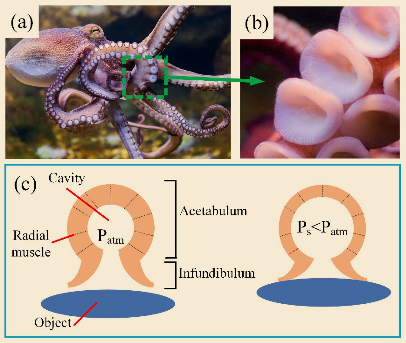 Octopus sucker anatomy: the acetabulum drops pressure against an object